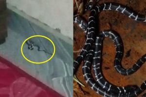 കോഴിക്കോട് യുവാവിന് പാമ്പുകടിയേറ്റു; കുറ്റ്യാടിയിൽ വീടിനുള്ളിൽ നിന്ന് അഞ്ച് വിഷപ്പാമ്പുകളെ പിടികൂടി