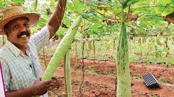 ആധുനിക കൃഷിയുമായി ഒരാൾ :സുരേഷ് മുതുകുളം