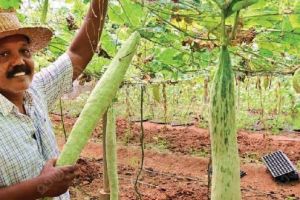 ആധുനിക കൃഷിയുമായി ഒരാൾ :സുരേഷ് മുതുകുളം