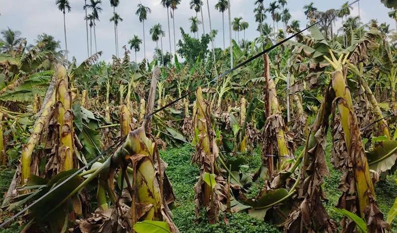 ശ്രീകണ്ഠപുരത്ത് കാറ്റിലും മഴയിലും ലക്ഷങ്ങളുടെ കൃഷിനാശം; മരം വീണ് വീടുകൾ തകർന്നു