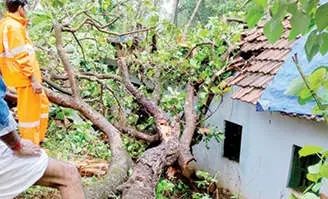 കൂത്താളി പഞ്ചായത്തിൽ ശക്തമായ കാറ്റിൽ വ്യാപക നാശനഷ്ടം; വീടുകൾക്കും വാഹനങ്ങൾക്കും തകർന്നു