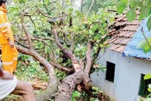 കൂത്താളി പഞ്ചായത്തിൽ ശക്തമായ കാറ്റിൽ വ്യാപക നാശനഷ്ടം; വീടുകൾക്കും വാഹനങ്ങൾക്കും തകർന്നു