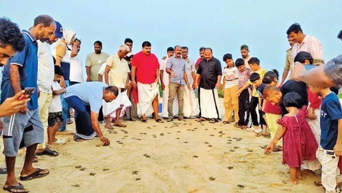 വിരിഞ്ഞിറങ്ങിയത് റെക്കോർഡ് കുഞ്ഞുങ്ങൾ; ചാവക്കാട് തീരത്ത് കടലാമക്കാലത്തിന് സമാപനം