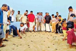 വിരിഞ്ഞിറങ്ങിയത് റെക്കോർഡ് കുഞ്ഞുങ്ങൾ; ചാവക്കാട് തീരത്ത് കടലാമക്കാലത്തിന് സമാപനം