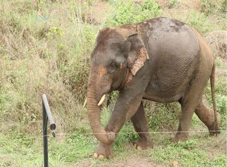 ഓപ്പറേഷൻ ഗജമുക്തി: ആദ്യദിനം ആനകളെ കാട്ടിലേക്ക് തുരത്താനുള്ള ശ്രമം പരാജയപ്പെട്ടു
