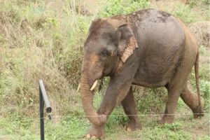 ഓപ്പറേഷൻ ഗജമുക്തി: ആദ്യദിനം ആനകളെ കാട്ടിലേക്ക് തുരത്താനുള്ള ശ്രമം പരാജയപ്പെട്ടു