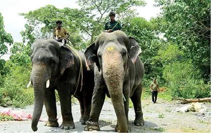 കുങ്കിയാനകളെ ഇറക്കി തിരച്ചിൽ; പുത്തുമലയിൽ യുവതിയെ കൊന്ന കാട്ടാനയെ കണ്ടെത്താനായില്ല
