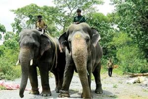കുങ്കിയാനകളെ ഇറക്കി തിരച്ചിൽ; പുത്തുമലയിൽ യുവതിയെ കൊന്ന കാട്ടാനയെ കണ്ടെത്താനായില്ല