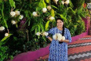 പ്രകൃതിയുടെ ക്യാൻവാസിൽ രണ്ട് സസനിലേറെ കൃഷ്ണത്തൊട്ടിലുകൾ ചാഞ്ചാടി :ചാലക്കര പുരുഷു