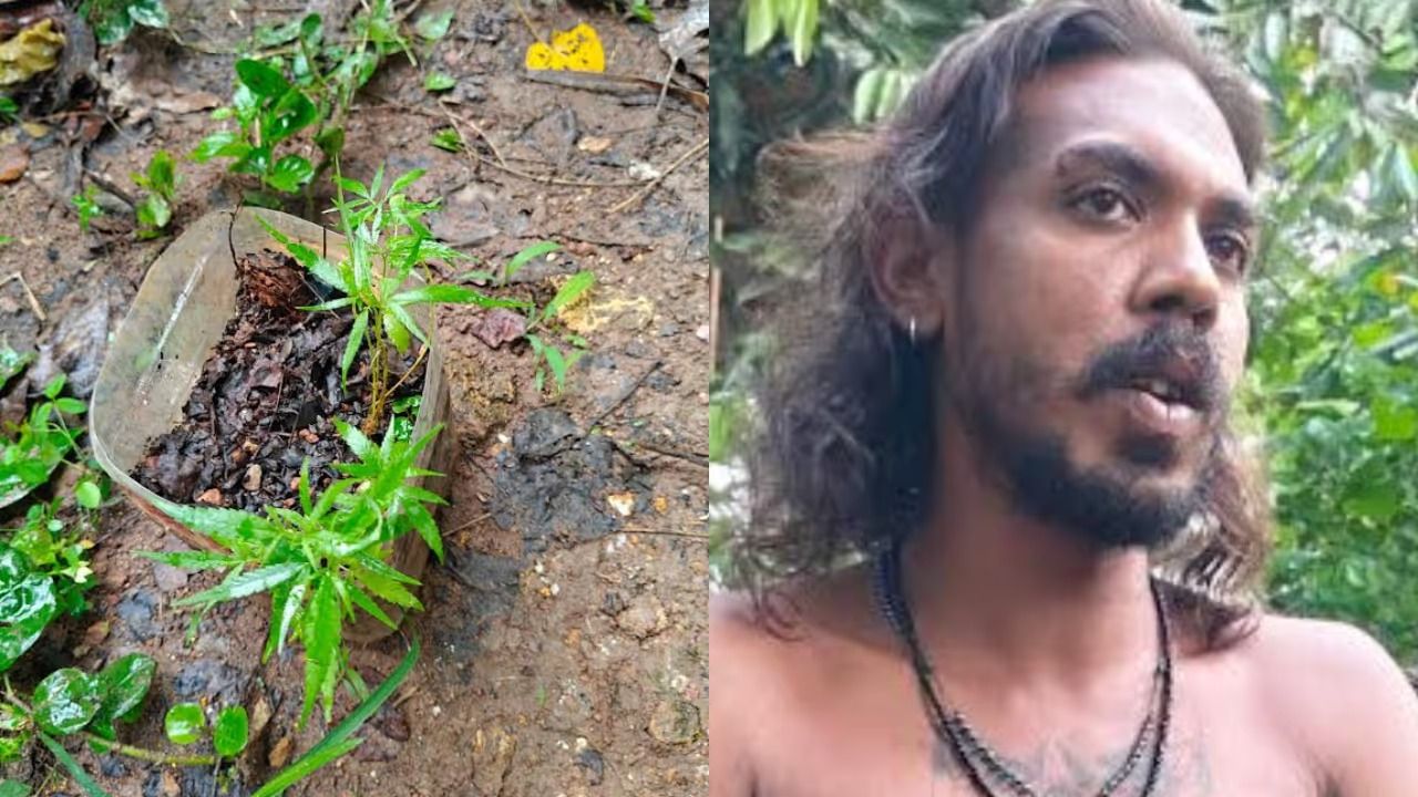 സ്വന്തം ആവശ്യത്തിന് നട്ടുനനച്ചു, വീട്ടുമുറ്റത്തും പരിസരത്തും വളർത്തിയത് 8 കഞ്ചാവ് ചെടികൾ; യുവാവ് എക്സൈസ് പിടിയിൽ