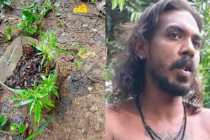സ്വന്തം ആവശ്യത്തിന് നട്ടുനനച്ചു, വീട്ടുമുറ്റത്തും പരിസരത്തും വളർത്തിയത് 8 കഞ്ചാവ് ചെടികൾ; യുവാവ് എക്സൈസ് പിടിയിൽ