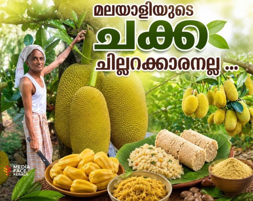 മലയാളിയുടെ ചക്ക ചില്ലറക്കാരനല്ല; പ്രമേഹവും കൊളസ്ട്രോളും കുറയ്ക്കും, ചക്ക ഇനി 'സൂപ്പർ ഫുഡ്'!