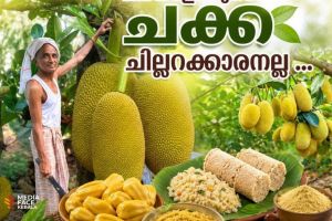 മലയാളിയുടെ ചക്ക ചില്ലറക്കാരനല്ല; പ്രമേഹവും കൊളസ്ട്രോളും കുറയ്ക്കും, ചക്ക ഇനി 'സൂപ്പർ ഫുഡ്'!
