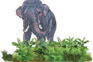 കൂരാച്ചുണ്ടിൽ വീണ്ടും കാട്ടാനക്കൂട്ടത്തിന്റെ താണ്ഡവം; വ്യാപക കൃഷിനാശം, താവളമായി ഇറിഗേഷൻ ഭൂമി