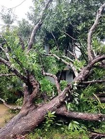 ഉള്ളിയേരിയിൽ ആഞ്ഞടിച്ച് ചുഴലിക്കാറ്റ്; എട്ട് വീടുകൾക്ക് മുകളിൽ മരങ്ങൾ കടപുഴകി വീണു, വൻ നാശനഷ്ടം