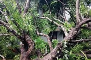 ഉള്ളിയേരിയിൽ ആഞ്ഞടിച്ച് ചുഴലിക്കാറ്റ്; എട്ട് വീടുകൾക്ക് മുകളിൽ മരങ്ങൾ കടപുഴകി വീണു, വൻ നാശനഷ്ടം
