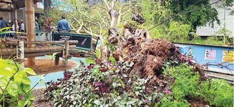 താമരശ്ശേരി താലൂക്ക് ആശുപത്രിവളപ്പിൽ മരം കടപുഴകി വീണു; ആളപായമില്ല