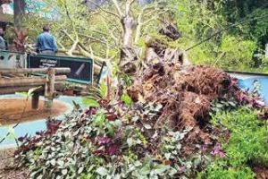 താമരശ്ശേരി താലൂക്ക് ആശുപത്രിവളപ്പിൽ മരം കടപുഴകി വീണു; ആളപായമില്ല