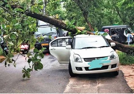 ബാലുശ്ശേരിയിൽ കാറ്റിൽ മരം കടപുഴകി കാറിനുമുകളിലേക്ക് വീണു; യാത്രക്കാർ രക്ഷപ്പെട്ടത് അത്ഭുതകരമായി