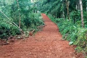 പൊതുജന പങ്കാളിത്തത്തോടെ കാട് വെട്ടിമാറ്റി; കൂരാച്ചുണ്ടിൽ കാട്ടാന പ്രതിരോധത്തിന് വഴിതെളിഞ്ഞു