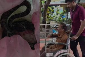വാഴക്കുല വെട്ടുന്നതിനിടെ വയോധികന് പാമ്പ് കടിയേറ്റു, കടിച്ച പാമ്പുമായി ആശുപത്രിയിലെത്തി