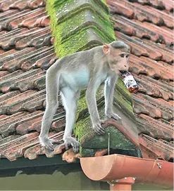 കലാമണ്ഡലം മേഖലയിൽ വീണ്ടും കുരങ്ങുശല്യം രൂക്ഷമാകുന്നു; ആശങ്കയിൽ പ്രദേശവാസികളും വിദ്യാർഥികളും