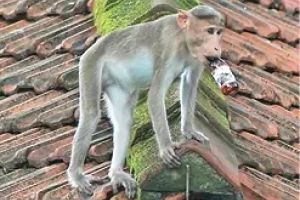 കലാമണ്ഡലം മേഖലയിൽ വീണ്ടും കുരങ്ങുശല്യം രൂക്ഷമാകുന്നു; ആശങ്കയിൽ പ്രദേശവാസികളും വിദ്യാർഥികളും