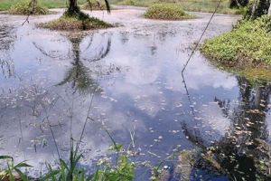 എൻ.സി. കനാലിലെ വെള്ളത്തിന് കറുത്തനിറം: സി.ഡി.ഡബ്ല്യു.ആർ.ഡി.എം. സംഘം പരിശോധനയ്ക്കായി സാമ്പിളുകൾ ശേഖരിച്ചു