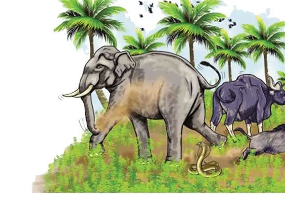 വന്യമൃഗശല്യം: പ്രശ്നങ്ങൾ പരിശോധിക്കാൻ വനം മന്ത്രി റാന്നിയിലെത്തും