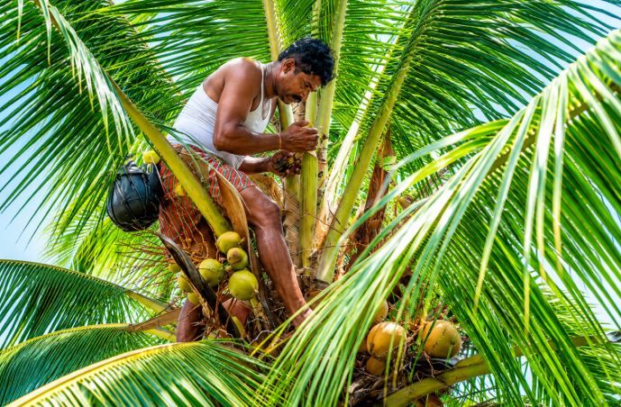 coconut1