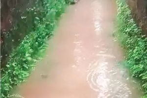 ചാത്തോത്ത് താഴകുനി നടപ്പാത വെള്ളത്തിൽ: ദുരിതത്തിലായി നാട്ടുകാരും സ്കൂൾ കുട്ടികളും