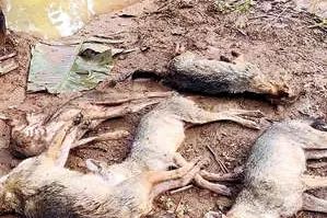 പൊട്ടിവീണ വൈദ്യുതക്കമ്പിയിൽനിന്ന് ഷോക്കേറ്റ് അഞ്ച് കുറുനരികൾ ചത്തു: നാട്ടുകാരന്റെ ഇടപെടലിൽ ഒഴിവായത് വൻദുരന്തം