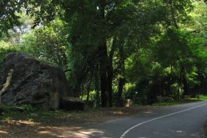 നെല്ലിയാമ്പതിയില്‍ രാത്രിയാത്രയ്ക്കും വിനോദസഞ്ചാരത്തിനും കര്‍ശന നിയന്ത്രണം ഏര്‍പ്പെടുത്തി ജില്ലാ കളക്ടര്‍