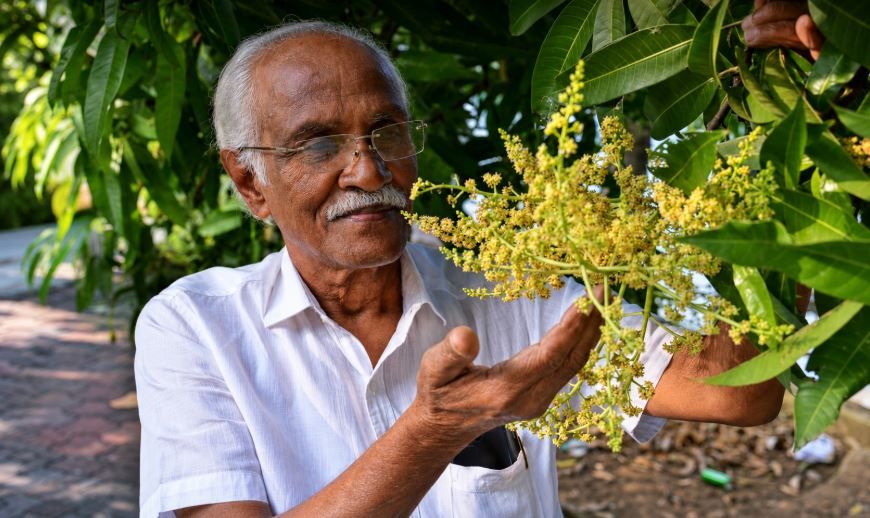 മാവ് പൂക്കാൻ 'സ്മഡ്ജിങ്' രീതിയും ഹോർമോൺ പ്രയോഗവും : സുരേഷ് മുതുകുളം