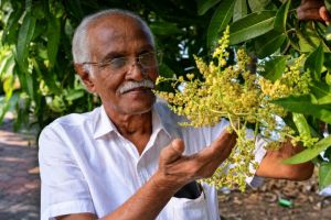 മാവ് പൂക്കാൻ 'സ്മഡ്ജിങ്' രീതിയും ഹോർമോൺ പ്രയോഗവും : സുരേഷ് മുതുകുളം