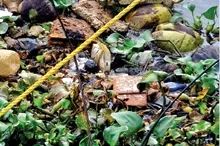 മാലിന്യക്കൂട്ടമായി തിരൂർ-പൊന്നാനി പുഴ: നടപടിയെടുക്കാതെ അധികൃതർ