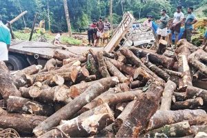 കേളൻമൂലയിൽ തടിലോറി മറിഞ്ഞ് ഡ്രൈവർക്ക് പരിക്ക്