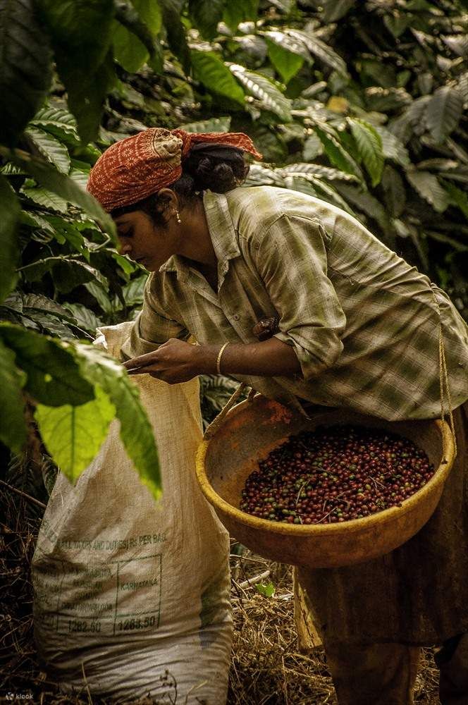 coorgcoffeeplantationtour