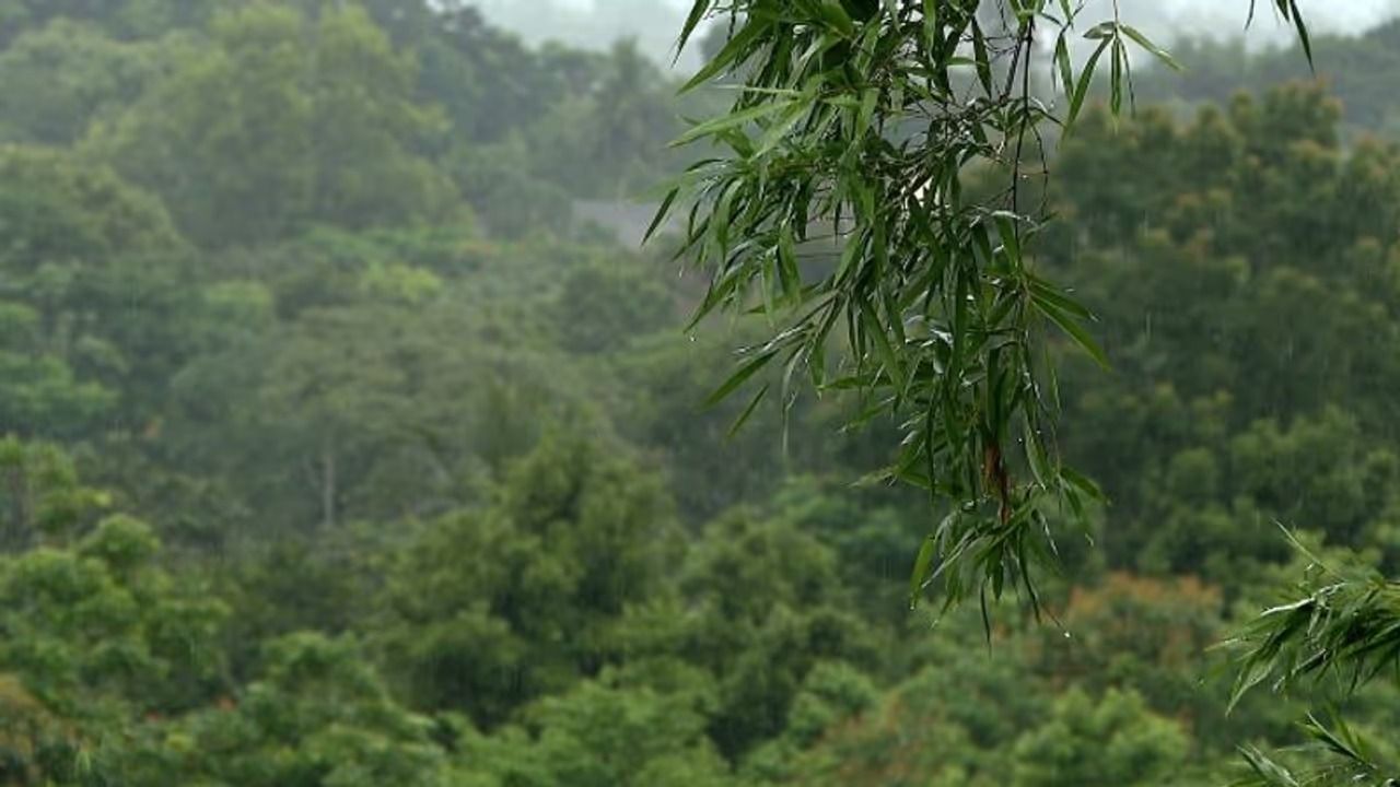 ശക്തമായ മഴ: വയനാട്ടിൽ വിനോദ സഞ്ചാരത്തിന് കർശന നിയന്ത്രണം, ദുർബല പ്രദേശങ്ങളിൽ താമസിക്കുന്നവരെ മാറ്റാൻ നിർദേശം