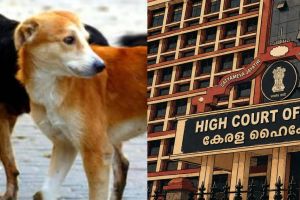 തെരുവുനായ ആക്രമണത്തില്‍ പരിക്കേറ്റാല്‍ നഷ്ടപരിഹാരം നല്‍കാന്‍ തദ്ദേശസ്ഥാപനങ്ങള്‍ക്ക് ബാധ്യതയുണ്ട്: ഹൈക്കോടതി