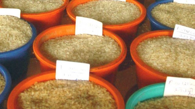 അരിക്ക് തീ വില; ഓണമുണ്ണാന്‍ ചെലവേറും; കൂടിയത് 10 രൂപ വരെ!