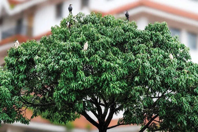 അപ്രത്യക്ഷമാകുന്ന കൊറ്റില്ലങ്ങൾ; വടകരയിലെ ഏക താവളം ഇനി സഹകരണ ആശുപത്രിക്ക് മുന്നിൽ