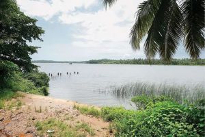 പൂർത്തിയാകാതെ ഭൂമിയേറ്റെടുക്കൽ; വൈകി അകലാപ്പുഴപ്പാലം സ്വപ്നം