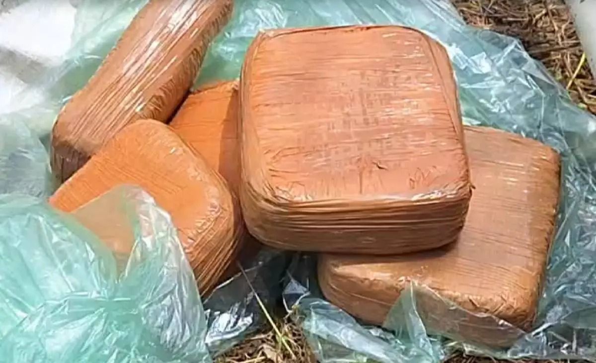 കുന്ദമംഗലത്ത് ഒഴിഞ്ഞ പറമ്പിൽ ചാക്കിൽ കെട്ടി ഒളിപ്പിച്ച നിലയിൽ 12 കിലോ കഞ്ചാവ് പിടികൂടി