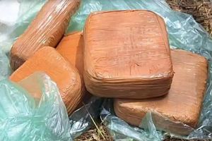 കുന്ദമംഗലത്ത് ഒഴിഞ്ഞ പറമ്പിൽ ചാക്കിൽ കെട്ടി ഒളിപ്പിച്ച നിലയിൽ 12 കിലോ കഞ്ചാവ് പിടികൂടി