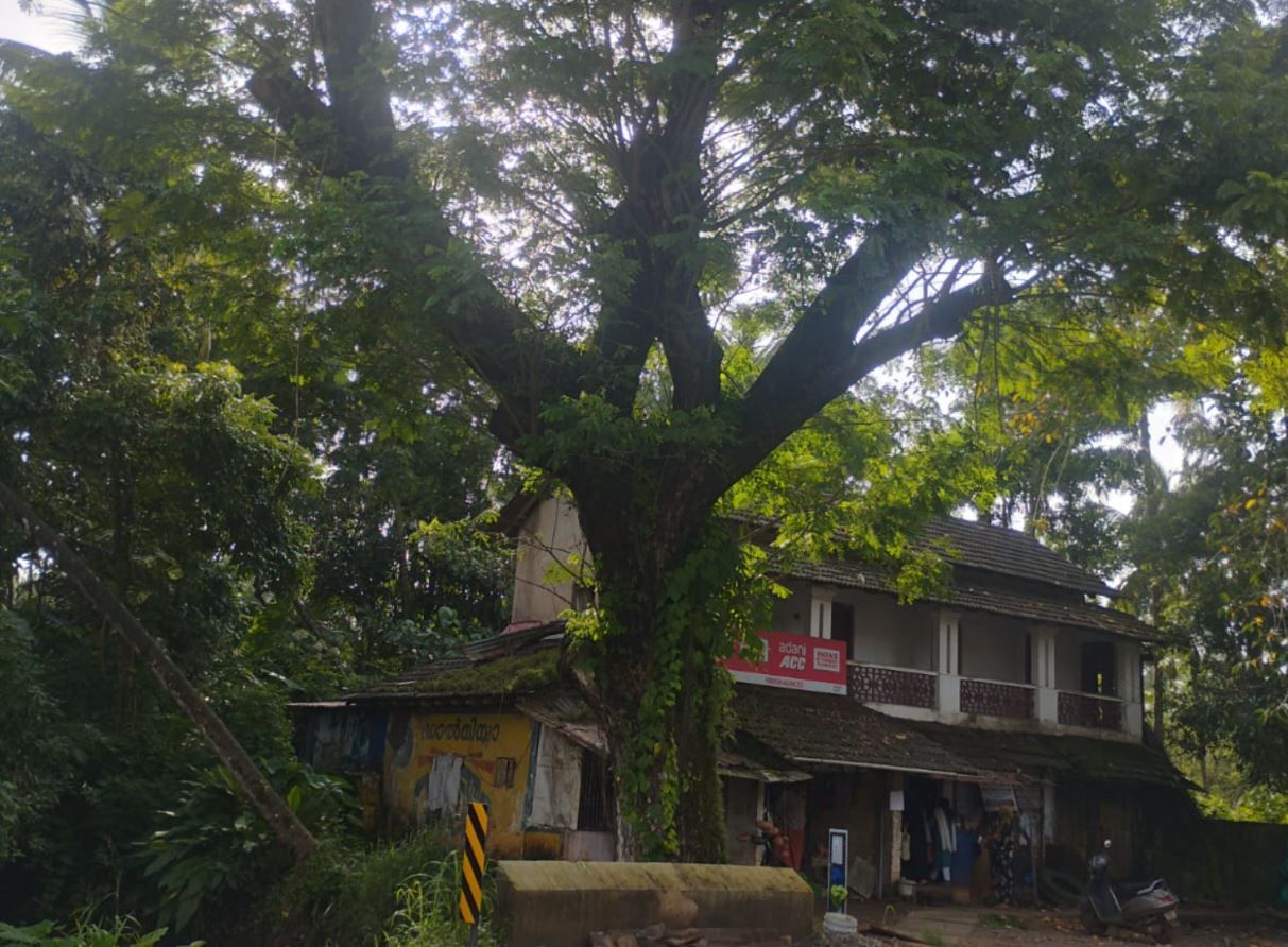 tree-mukkaly