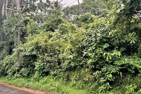 പരിപാലനമില്ലാതെ പോലീസ് ഭൂമി കാടുകയറി; അച്ചംവീട്ടിൽ നാട്ടുകാരുടെ സുരക്ഷ ഭീഷണിയിൽ