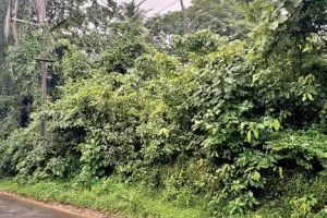 പരിപാലനമില്ലാതെ പോലീസ് ഭൂമി കാടുകയറി; അച്ചംവീട്ടിൽ നാട്ടുകാരുടെ സുരക്ഷ ഭീഷണിയിൽ