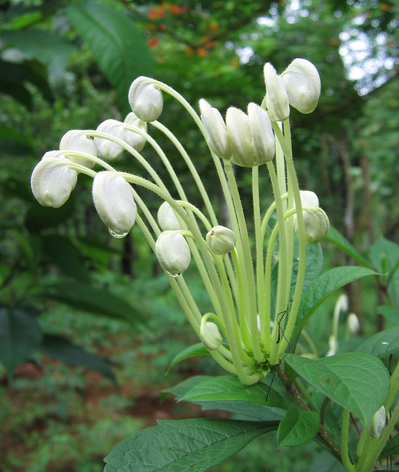 clerodendrum_incisum_10