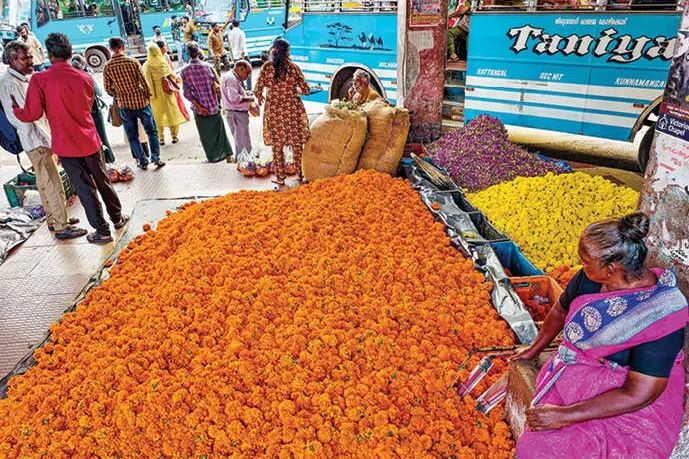 വിലയേറി പൂക്കൾ; കുറയാതെ ഓണാവേശം: വിപണിയിൽ പൂക്കാലം